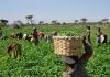 Nigeria, FARA partner to boost agricultural innovation in Africa