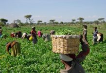 Nigeria, FARA partner to boost agricultural innovation in Africa