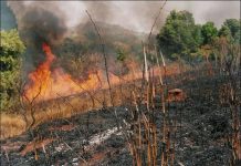 Expert tasks Nigerians on bush burning