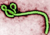 Ebola cases surpass 1,000 as death toll reaches 254