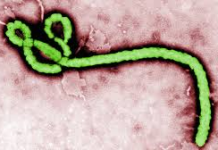 Ebola cases surpass 1,000 as death toll reaches 254