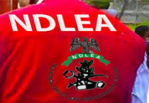 The National Drug Law Enforcement Agency (NDLEA), Kogi Command, has arrested 386 suspects and seized 8,997.020 kilogrammes of illicit drugs across the state in the last 12 months.