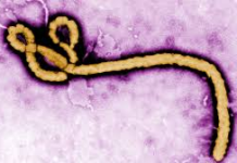 Cross River activates ebola response system, intensifies border surveillance