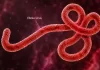 Weak surveillance, research gaps driving persistent Ebola outbreaks — Expert
