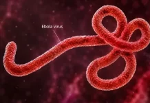 Weak surveillance, research gaps driving persistent Ebola outbreaks — Expert