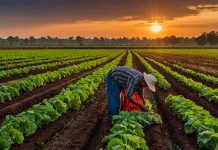 Santuscom Foods exports products to UK market