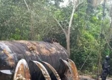 Navy recover 61,000ltrs of petroleum products from reactivated illegal networks in Rivers