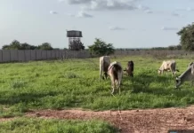 Sokoto: Troops arrest 4 Lakurawa terrorists, recover livestock in rural market