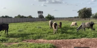 Sokoto: Troops arrest 4 Lakurawa terrorists, recover livestock in rural market
