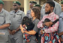 Customs intercepts N2.16bn contraband, including wildlife, drugs in Kano, Jigawa