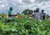 Sasakawa Foundation supports Benue farmers with N13m power tiller to boost productivity