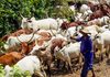 Adamawa commends FG on ranching pilot project