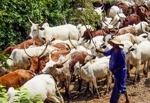 Adamawa commends FG on ranching pilot project