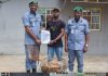Customs FOU Zone ‘A’ rescues five live pangolins in Ogun