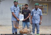 Customs FOU Zone ‘A’ rescues five live pangolins in Ogun