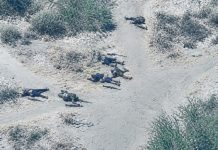 Military neutralises 8 terrorists in Lake Chad air strike