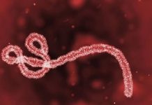 Ebola: FG orders tighter screening at Nigeria’s entry points