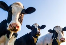 France reports world’s first case of human infection with Shamonda virus
